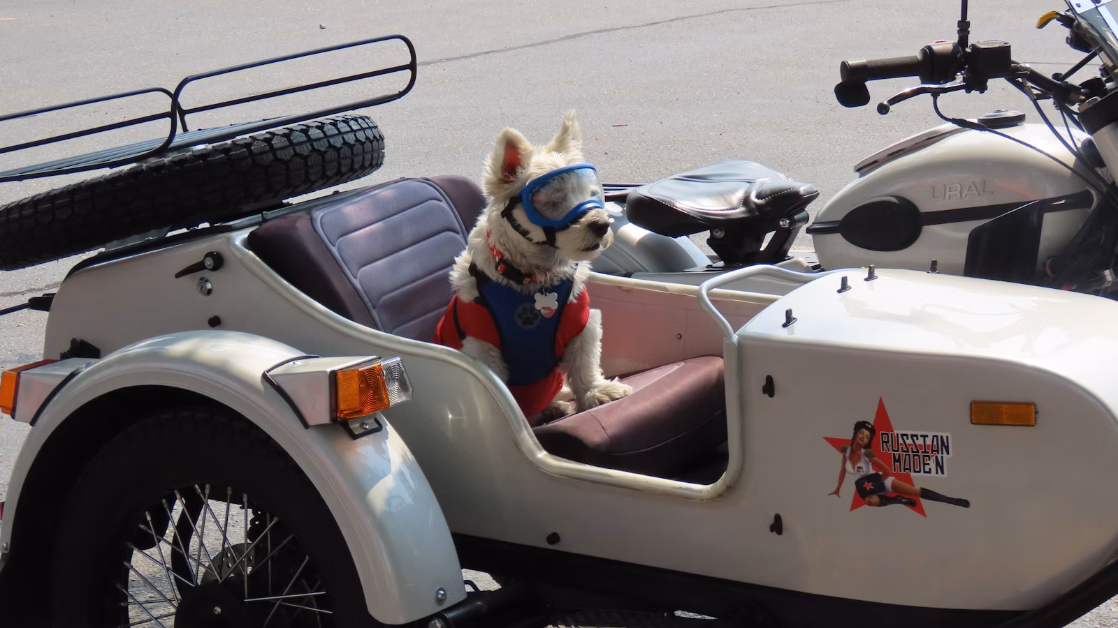 A small dog is sitting in the sidecar of a motorcycle